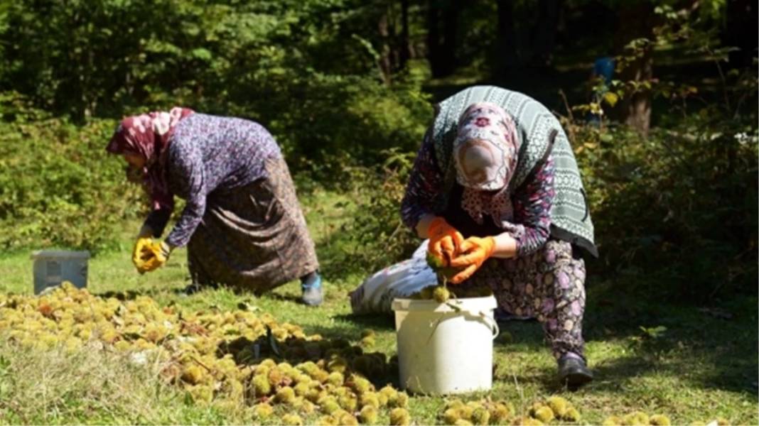 Erfelek’de köylüler dağdan topluyor kilosu 270 TL’ye satıyor. Geçen sene kilosu 50 TL’ydi 10